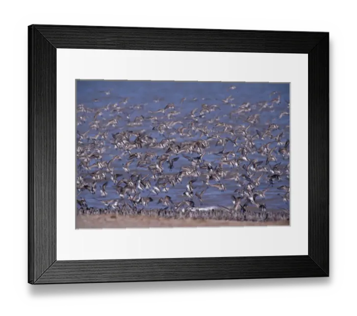 Framed Print : North America, Canada, Nova Scotia, Grand Pre Beach, sandpipers in flight Framed Print : North America, Canada, Nova Scotia, Grand Pre Beach, sandpipers in flight