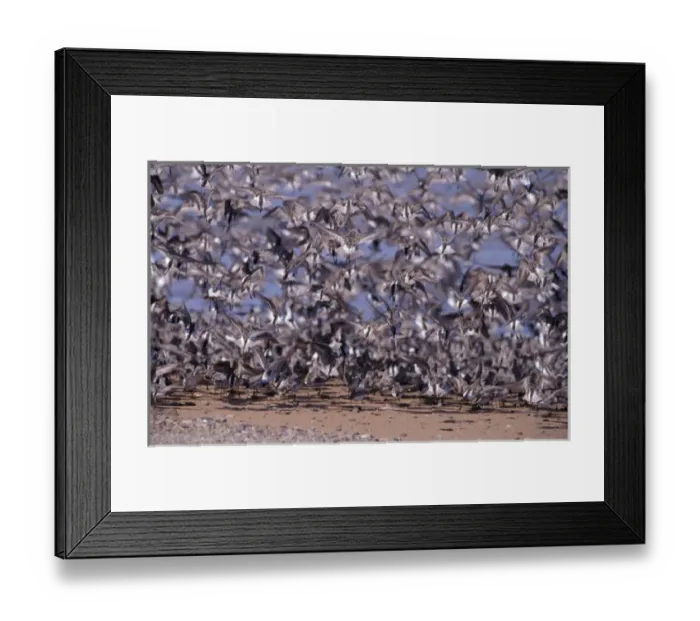 Framed Print : North America, Canada, Nova Scotia, Grand Pre Beach, sandpipers in flight Framed Print : North America, Canada, Nova Scotia, Grand Pre Beach, sandpipers in flight