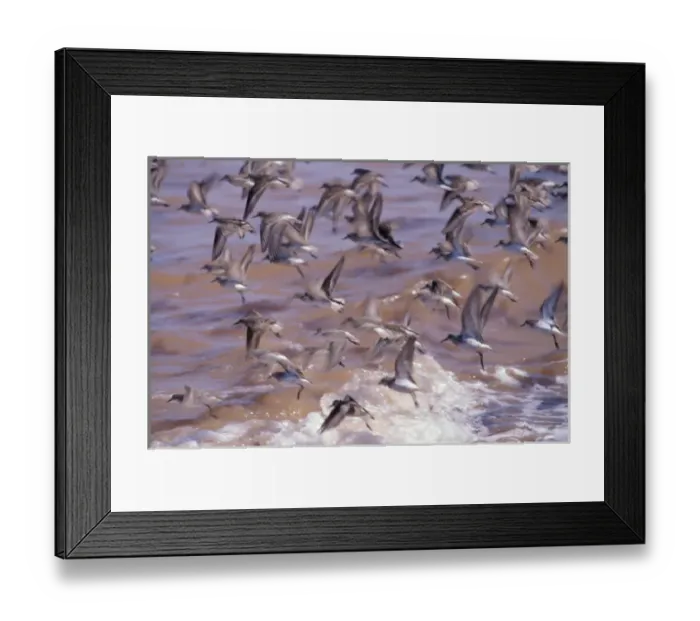 Framed Print : North America, Canada, Nova Scotia, Grand Pre Beach, sandpipers take flight Framed Print : North America, Canada, Nova Scotia, Grand Pre Beach, sandpipers take flight