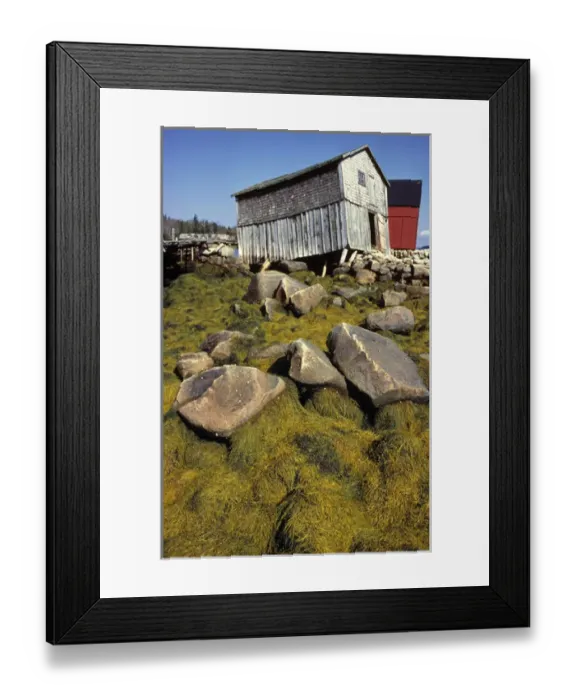 Framed Print : Canada, Nova Scotia, Blue Rocks. Seaweed covers rocks near old boat houses at Blue Framed Print : Canada, Nova Scotia, Blue Rocks. Seaweed covers rocks near old boat houses at Blue