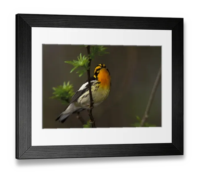 Framed Print : Canada, Ontario, Pt. Pelee National Park. Male blackburnian warbler in breeding plumage Framed Print : Canada, Ontario, Pt. Pelee National Park. Male blackburnian warbler in breeding plumage
