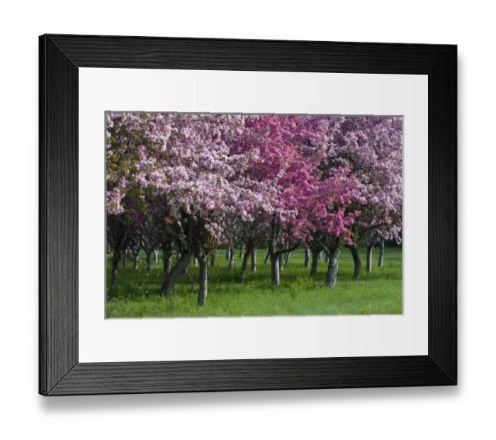 Framed Print : Canada, Ontario, Ottawa. Grove of cherry trees with variations in blossom color. Credit as Framed Print : Canada, Ontario, Ottawa. Grove of cherry trees with variations in blossom color. Credit as