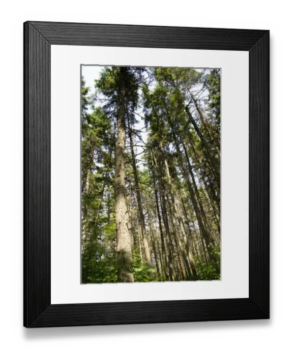 Framed Print : Canada, Prince Edward Island. Green Gables NP. Setting for L. M. Montgomerys classic fiction