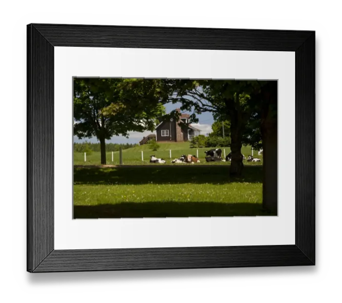 Framed Print : Canada, Prince Edward Island, Nine-Mile-Creek. Livestock ranch Framed Print : Canada, Prince Edward Island, Nine-Mile-Creek. Livestock ranch