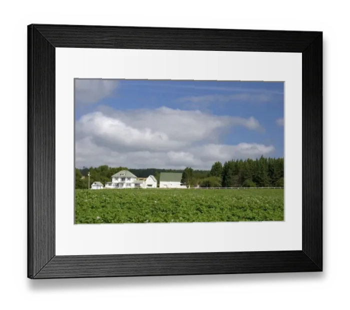 Framed Print : White farm house and potato field on Prince Edward Island, Canada Framed Print : White farm house and potato field on Prince Edward Island, Canada
