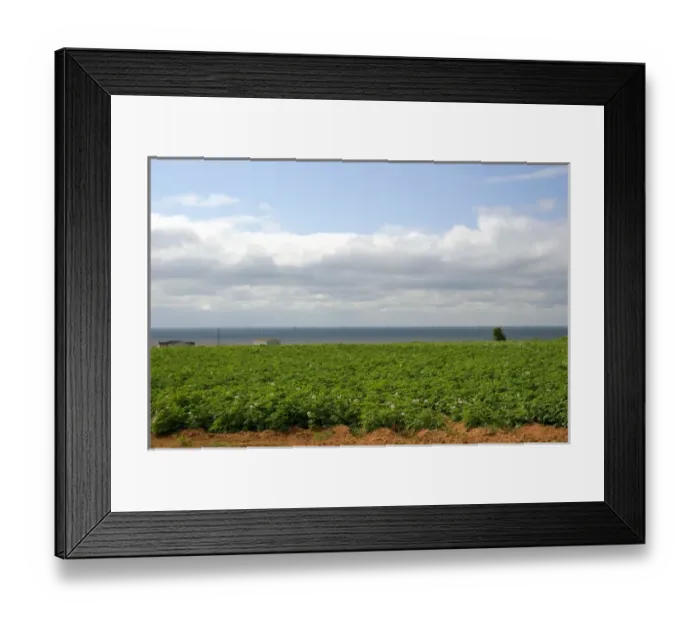 Framed Print : Potato field by the sea on Prince Edward Island, Canada. canada, canadian Framed Print : Potato field by the sea on Prince Edward Island, Canada. canada, canadian