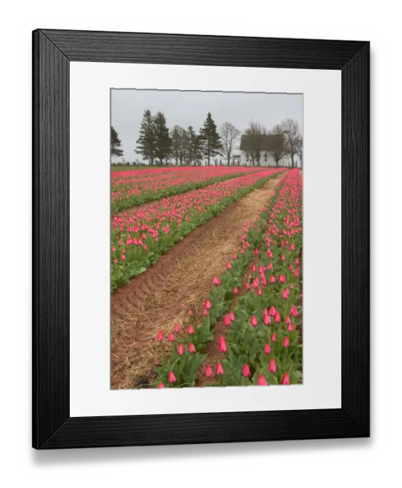Framed Print : NA, Canada, Prince Edward Island, Pownal. Tulip field and Birch Hill Free Church Framed Print : NA, Canada, Prince Edward Island, Pownal. Tulip field and Birch Hill Free Church