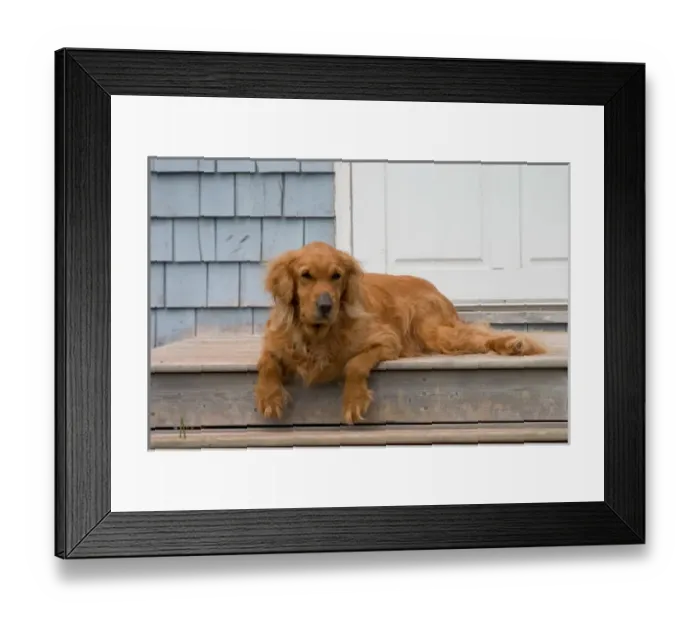 Framed Print : NA, Canada, Prince Edward Island, Wheatley River. Tansy, a golden retriever Framed Print : NA, Canada, Prince Edward Island, Wheatley River. Tansy, a golden retriever
