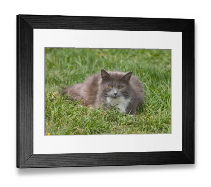 Framed Print : NA, Canada, Prince Edward Island, Malpeque Harbour. Cats fed by lobstermen Framed Print : NA, Canada, Prince Edward Island, Malpeque Harbour. Cats fed by lobstermen