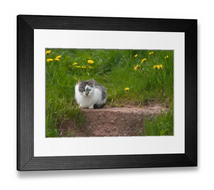 Framed Print : NA, Canada, Prince Edward Island, Malpeque Harbour. Cats fed by lobstermen Framed Print : NA, Canada, Prince Edward Island, Malpeque Harbour. Cats fed by lobstermen