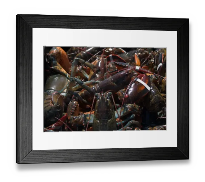 Framed Print : NA, Canada, Prince Edward Island. Lobsters in pot Framed Print : NA, Canada, Prince Edward Island. Lobsters in pot