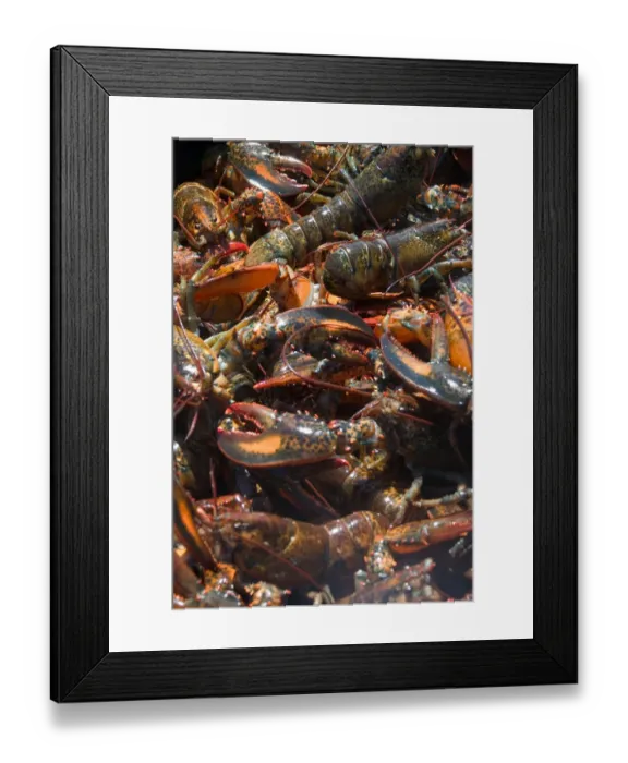 Framed Print : NA, Canada, Prince Edward Island. Lobsters in pot