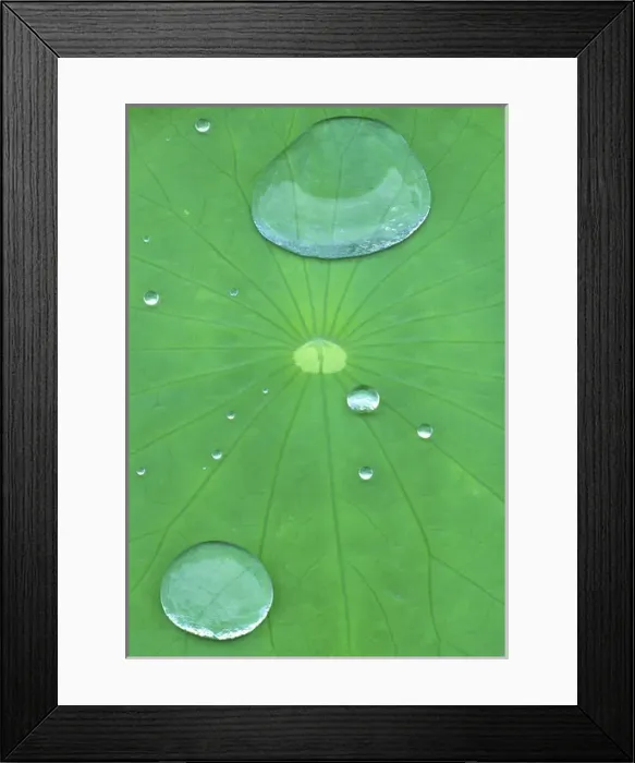 Framed Print : Canada, Quebec, Montreal. Water beads on lotus leaf at Montreal Botanical Garden Framed Print : Canada, Quebec, Montreal. Water beads on lotus leaf at Montreal Botanical Garden