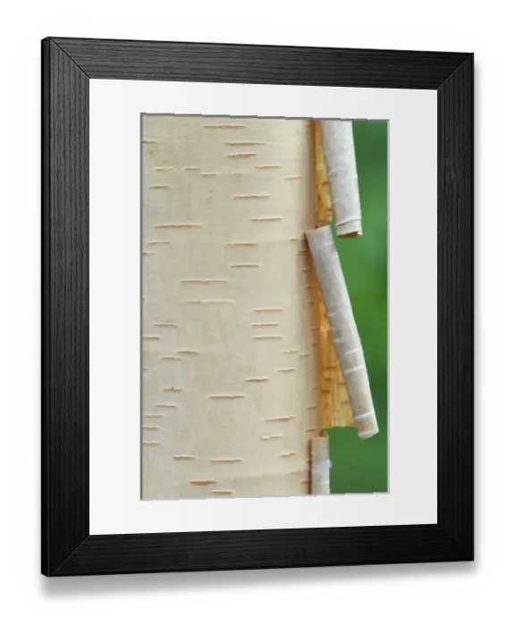 Framed Print : Canada, Quebec. Peeling bark on paper birch tree. Credit as: Gilles Delisle / Jaynes Framed Print : Canada, Quebec. Peeling bark on paper birch tree. Credit as: Gilles Delisle / Jaynes