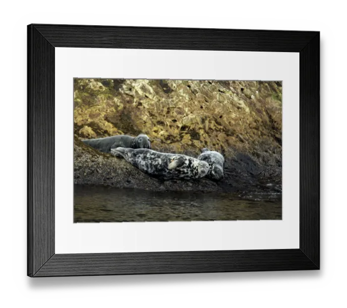 Framed Print : Canada, Quebec, Perce. Bonaventure Island, harbor seals. National Park. IMAGE RESTRICTED Framed Print : Canada, Quebec, Perce. Bonaventure Island, harbor seals. National Park. IMAGE RESTRICTED