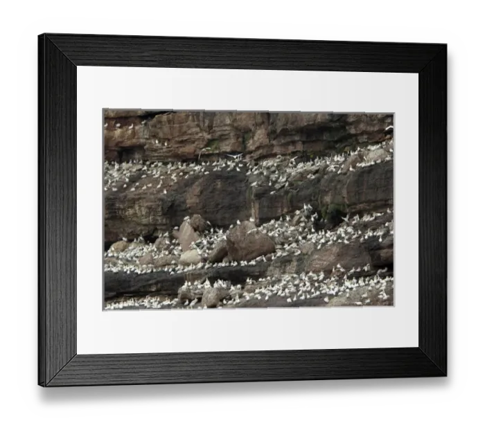 Framed Print : Canada, Quebec, Perce. Bonaventure National Park, worlds largest Northern Gannet colony Framed Print : Canada, Quebec, Perce. Bonaventure National Park, worlds largest Northern Gannet colony