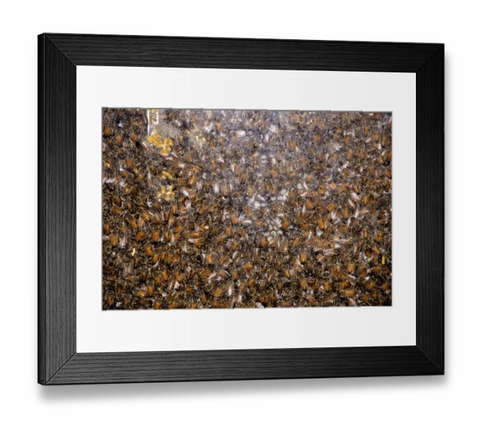 Framed Print : Canada, Quebec. Honey Economusee (aka Musee de L Abeille). Beehive. Property release Framed Print : Canada, Quebec. Honey Economusee (aka Musee de L Abeille). Beehive. Property release
