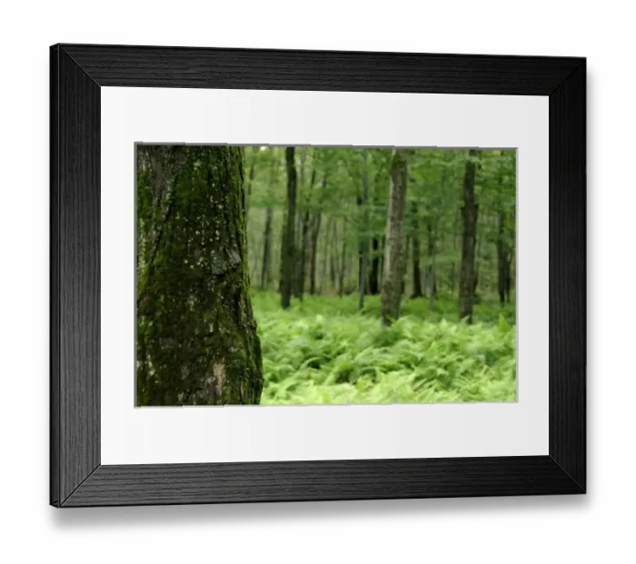 Framed Print : Canada, Quebec. Sugar Shack aka le Chemin du Roy, maple tree forest. Property Release