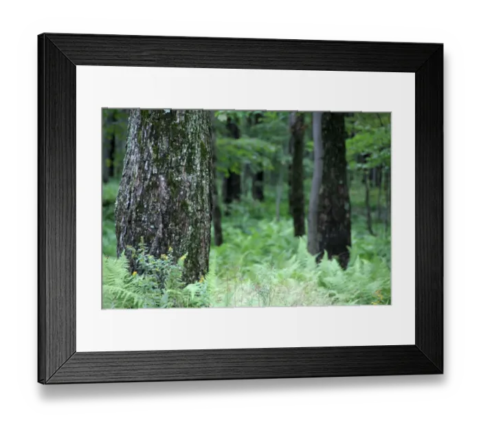 Framed Print : Canada, Quebec. Sugar Shack aka le Chemin du Roy, maple tree forest. Property Release Framed Print : Canada, Quebec. Sugar Shack aka le Chemin du Roy, maple tree forest. Property Release