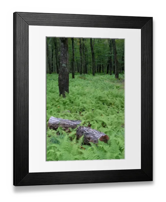 Framed Print : Canada, Quebec. Sugar Shack aka le Chemin du Roy, maple tree forest. Property Release Framed Print : Canada, Quebec. Sugar Shack aka le Chemin du Roy, maple tree forest. Property Release