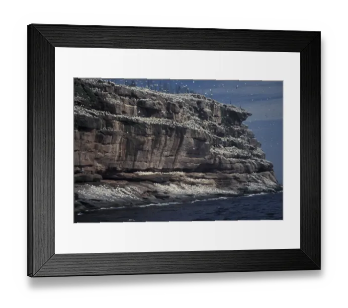 Framed Print : North America, Canada, Quebec, Gaspe Peninsula (Gaspesie), Bonaventure Island. View Framed Print : North America, Canada, Quebec, Gaspe Peninsula (Gaspesie), Bonaventure Island. View