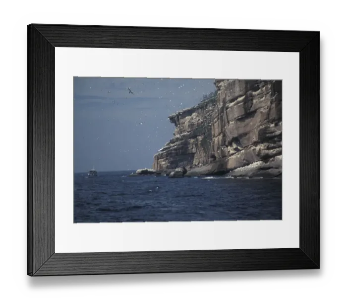 Framed Print : North America, Canada, Quebec, Gaspe Peninsula (Gaspesie), Bonaventure Island. View Framed Print : North America, Canada, Quebec, Gaspe Peninsula (Gaspesie), Bonaventure Island. View