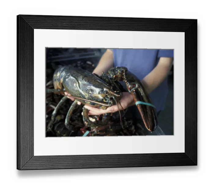 Framed Print : North America, Canada, Quebec, Gaspe Peninsula (Gaspesie), Bonaventure. Fresh lobster