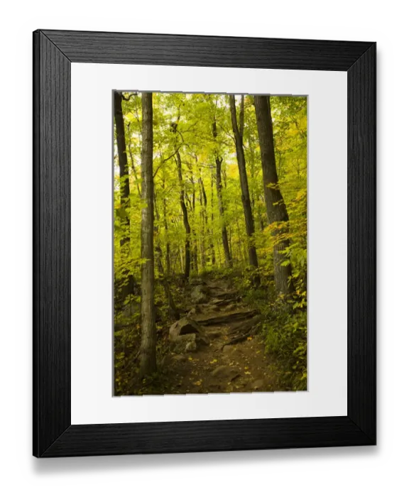 Framed Print : Autumn forest and trail in Gatineu Park, Quebec Framed Print : Autumn forest and trail in Gatineu Park, Quebec