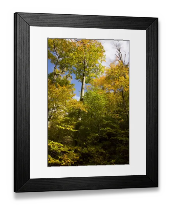 Framed Print : Autumn forest in Gatineu Park, Quebec Framed Print : Autumn forest in Gatineu Park, Quebec