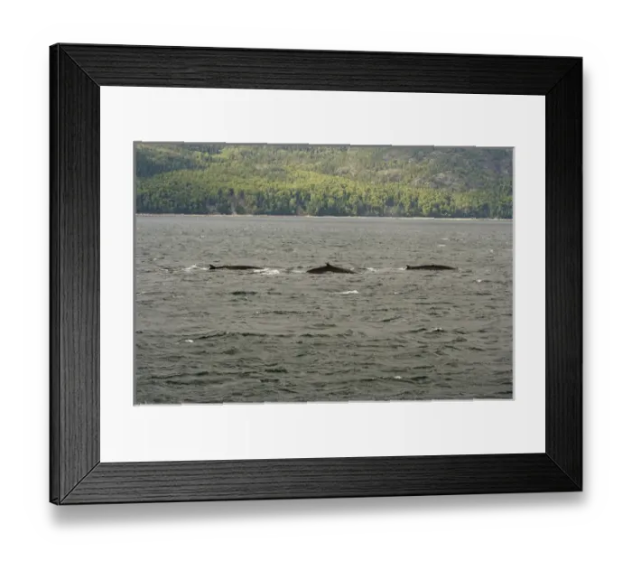 Framed Print : North America, Canada, Quebec, North Shore. The dorsal fins of three whales seen