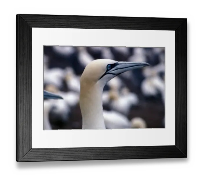 Framed Print : Canada, Quebec, Bonaventure Ile, Gannet Framed Print : Canada, Quebec, Bonaventure Ile, Gannet