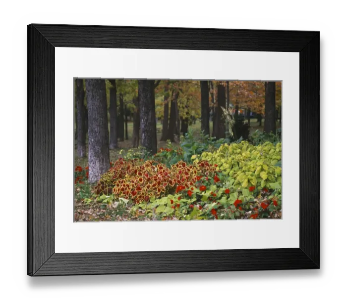 Framed Print : Canada, Quebec, Montreal, trees and foliage of the Mount Royal Park (Parc du Mont-Royal) Framed Print : Canada, Quebec, Montreal, trees and foliage of the Mount Royal Park (Parc du Mont-Royal)