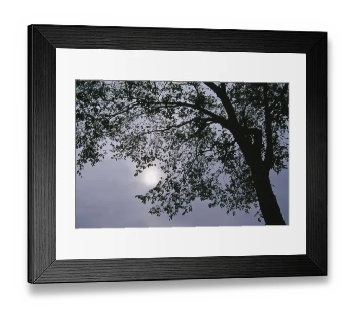 Framed Print : Canada, Quebec, Montreal, sun through a tree on a cloudy day