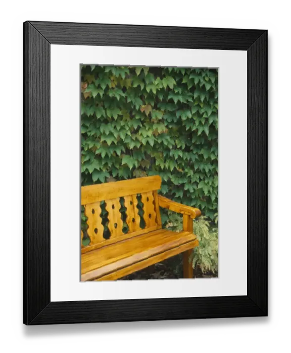 Framed Print : Canada, Quebec, Montreal, bench with a wall full of vines in the background Framed Print : Canada, Quebec, Montreal, bench with a wall full of vines in the background