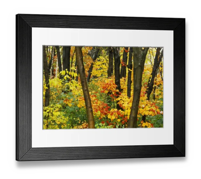 Framed Print : Canada, Quebec, Quebec City, fall foliage Framed Print : Canada, Quebec, Quebec City, fall foliage