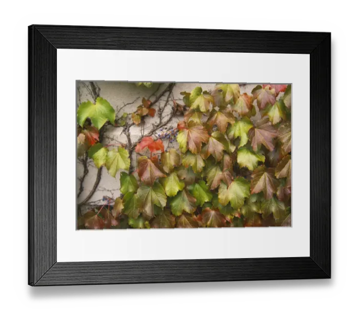 Framed Print : Canada, Quebec, Montreal, fall foliage Framed Print : Canada, Quebec, Montreal, fall foliage