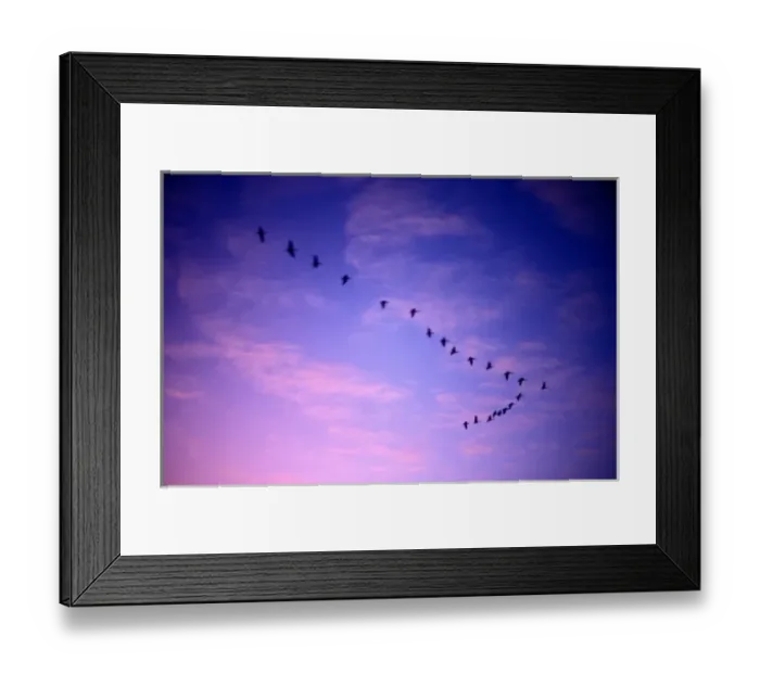 Framed Print : Canada, Saskatchewan, Canada Geese (Branta canadensis) fly past clouds lit by setting Framed Print : Canada, Saskatchewan, Canada Geese (Branta canadensis) fly past clouds lit by setting