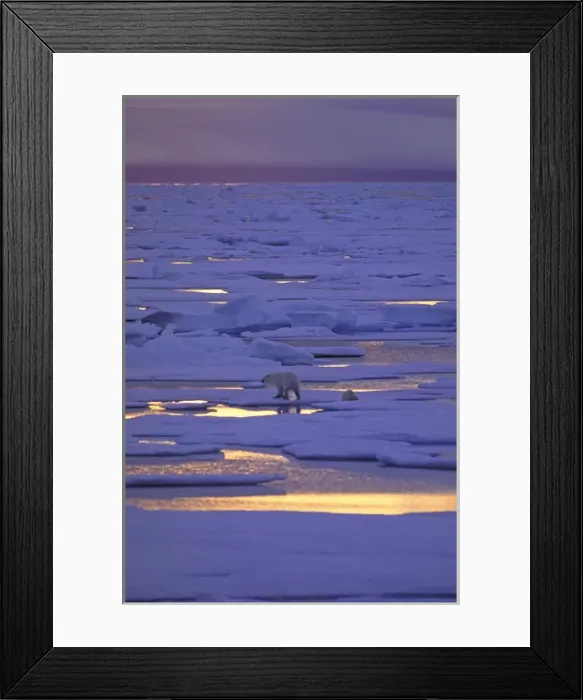 Framed Print : North America, Canadian Arctic. Polar bears on pack ice