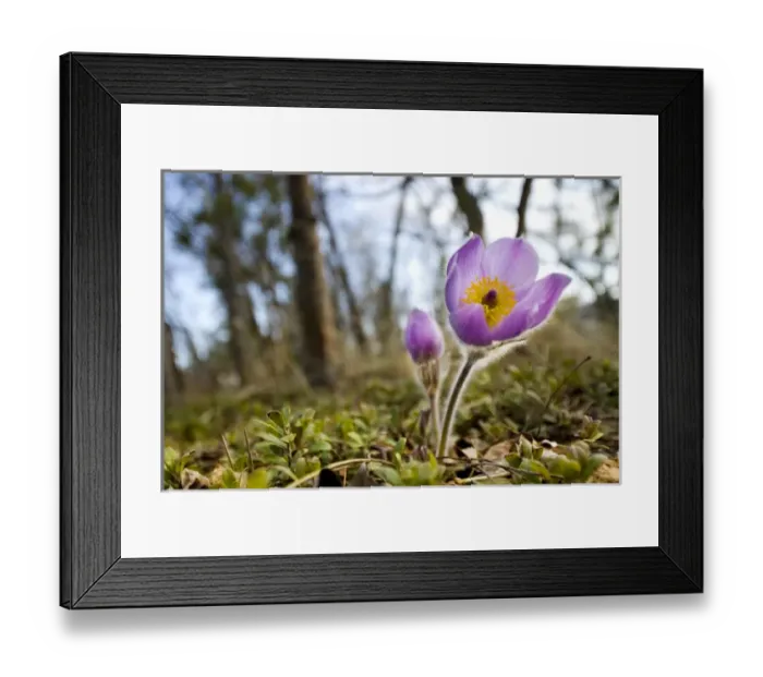 Framed Print : Pasque flower, Pulsatilla sp. Yukon