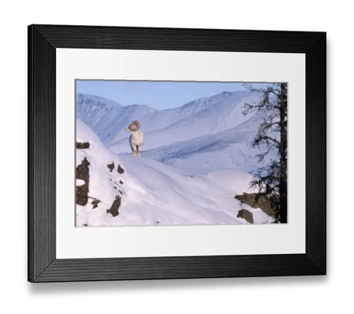 Framed Print : Canada, Yukon, Dall Sheep Framed Print : Canada, Yukon, Dall Sheep