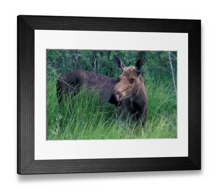 Framed Print : NA, Canada, Yukon Territory, Dawson City, moose feeds on wet vegetation in bog Framed Print : NA, Canada, Yukon Territory, Dawson City, moose feeds on wet vegetation in bog