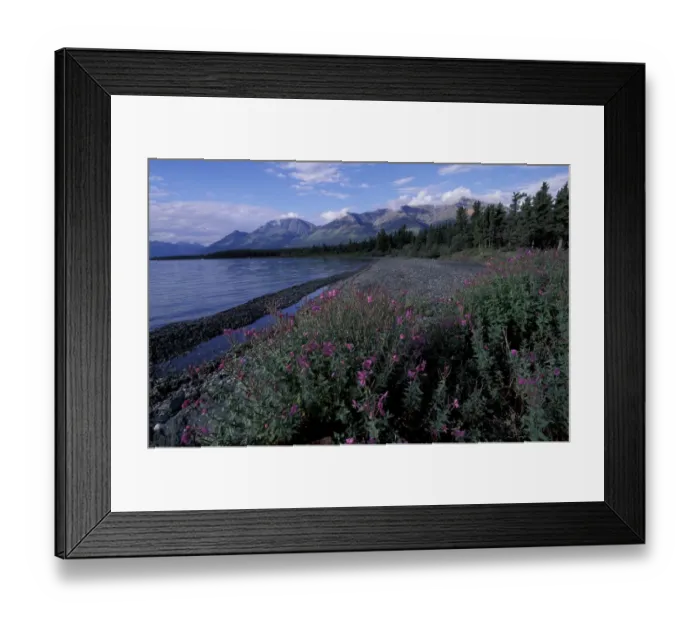 Framed Print : N. A. Canada, Yukon, Kluane Nat l Park Dwarf fireweed along Kluane Lake Framed Print : N. A. Canada, Yukon, Kluane Nat l Park Dwarf fireweed along Kluane Lake