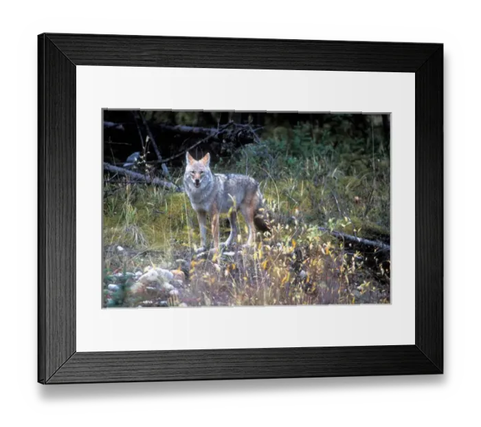 Framed Print : Canada, Yukon Territory, Coyote (Canis latrans) at forests edge near Kluane Framed Print : Canada, Yukon Territory, Coyote (Canis latrans) at forests edge near Kluane