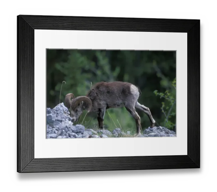 Framed Print : Canada, Yukon Territory, Stone Ram (Ovis dalli) on rocky slope along Alaska Highway Framed Print : Canada, Yukon Territory, Stone Ram (Ovis dalli) on rocky slope along Alaska Highway