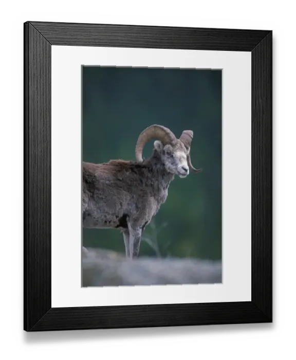 Framed Print : Canada, Yukon Territory, Stone Ram (Ovis dalli) on rocky slope along Alaska Highway Framed Print : Canada, Yukon Territory, Stone Ram (Ovis dalli) on rocky slope along Alaska Highway