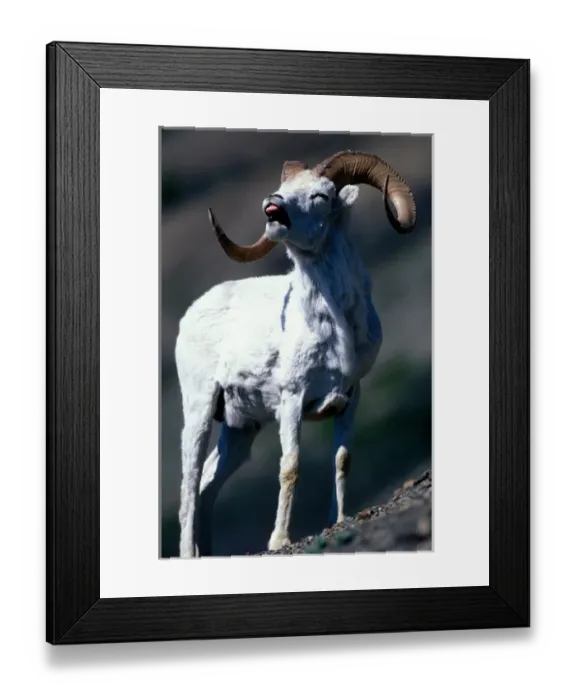Framed Print : Canada, Yukon Territory, Kluane National Park, Full-curl Dalls Ram (Ovis dalli) Framed Print : Canada, Yukon Territory, Kluane National Park, Full-curl Dalls Ram (Ovis dalli)