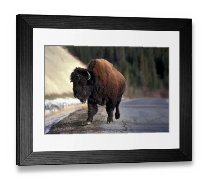 Framed Print : Canada, Yukon Territory, Whitehorse, Bison herd (Bos bison) along Alaska Highway Framed Print : Canada, Yukon Territory, Whitehorse, Bison herd (Bos bison) along Alaska Highway