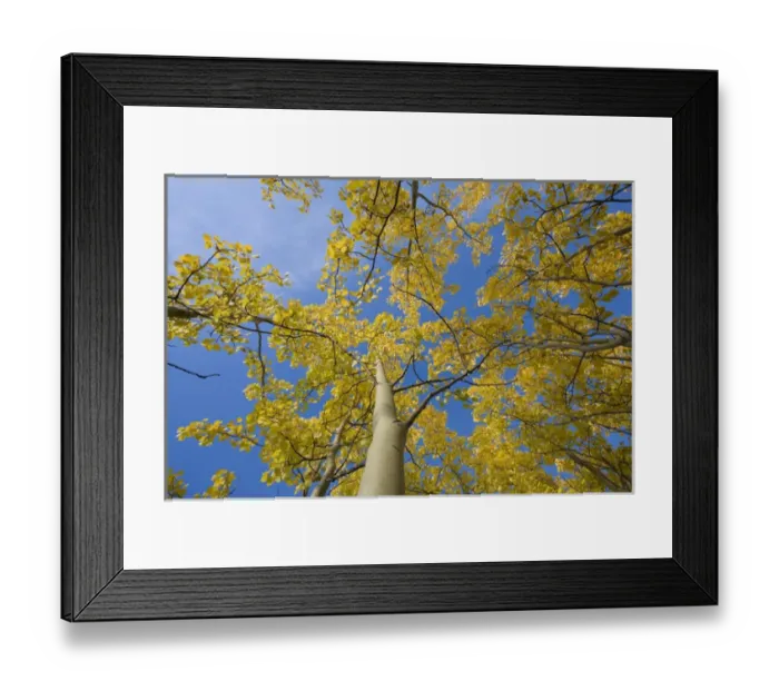 Framed Print : Canada, Yukon Territory, Birch trees with yellow fall foliage Framed Print : Canada, Yukon Territory, Birch trees with yellow fall foliage