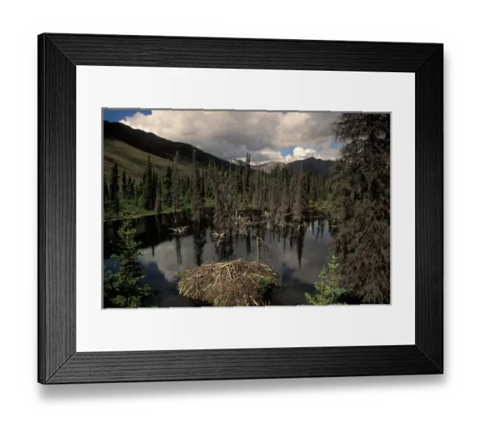 Framed Print : beaver lodge off the Dempster highway, Yukon, Canada Framed Print : beaver lodge off the Dempster highway, Yukon, Canada
