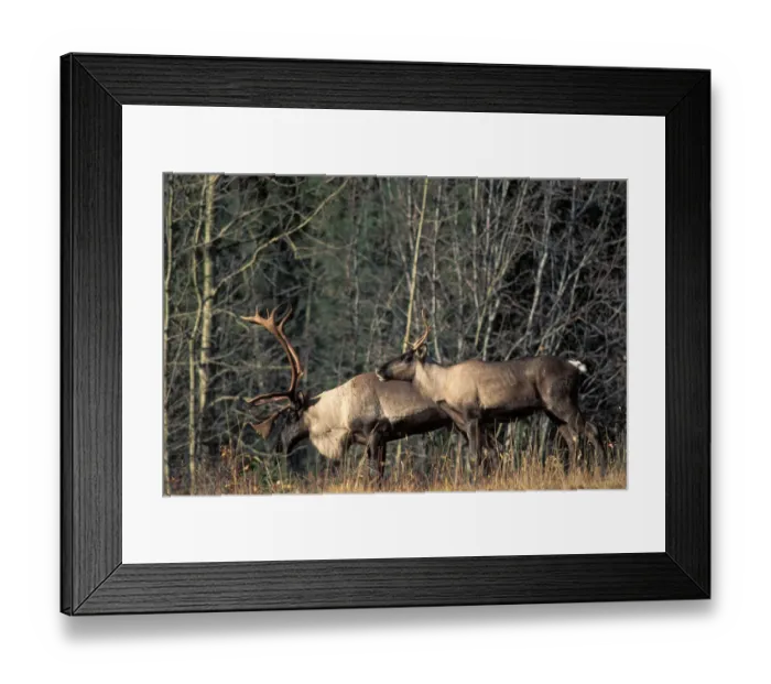 Framed Print : Endangered woodland caribou, Rangifer tarandus, bull and a cow along a forest in the southern Yukon Framed Print : Endangered woodland caribou, Rangifer tarandus, bull and a cow along a forest in the southern Yukon